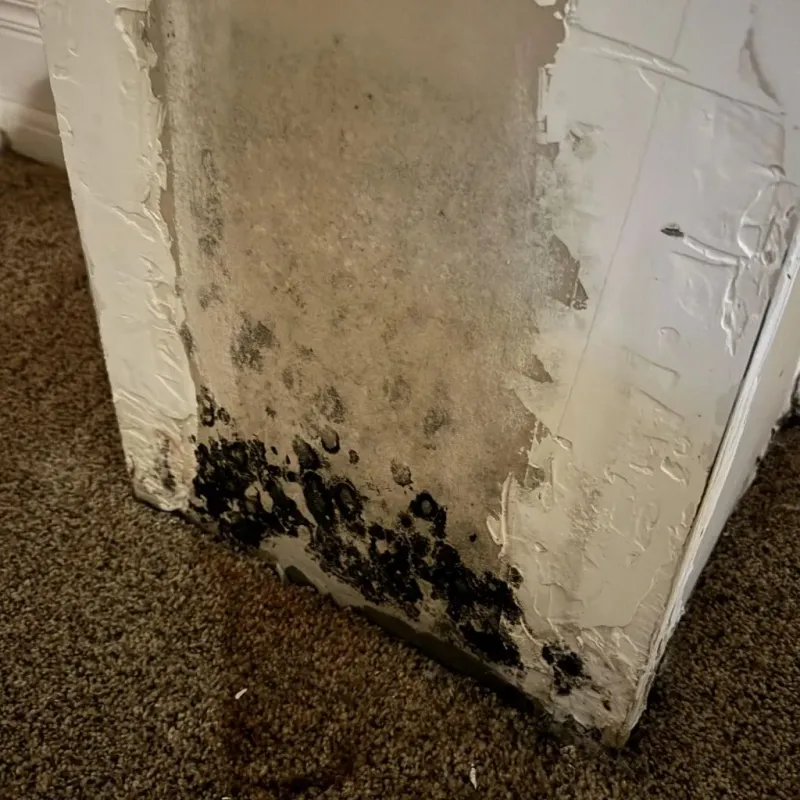 Professional Mold Removal in Garfield County, OK